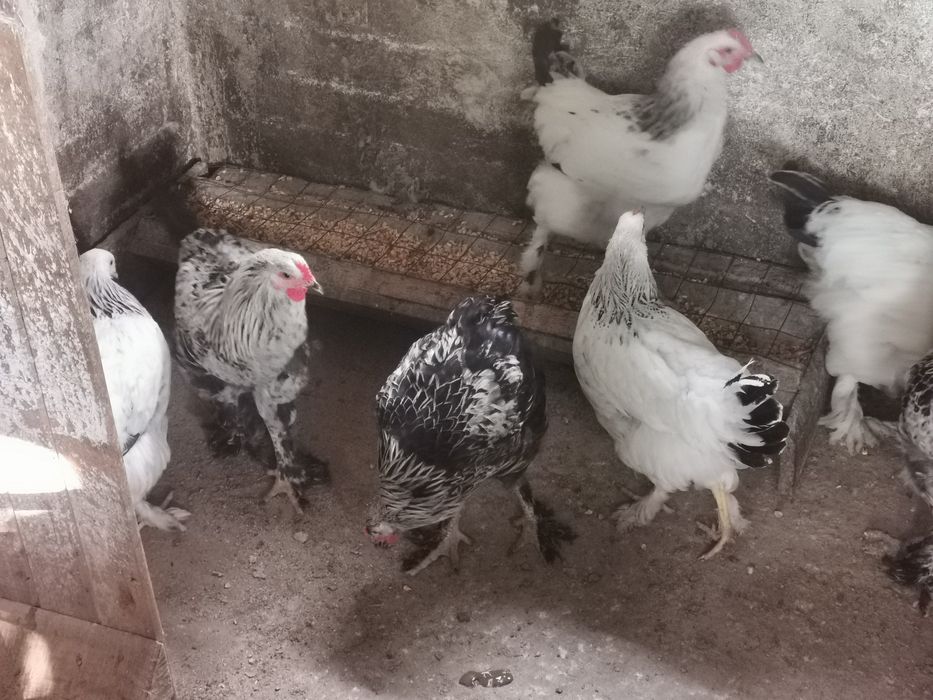 Vând Cocoși Brahma
