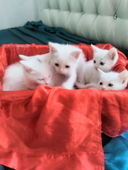 Очаровательные белоснежные котята