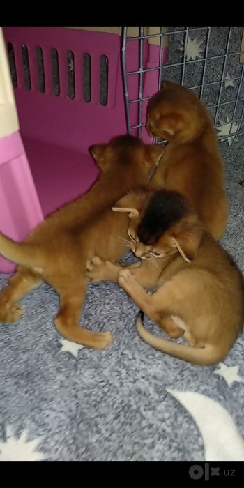 Продаются котята