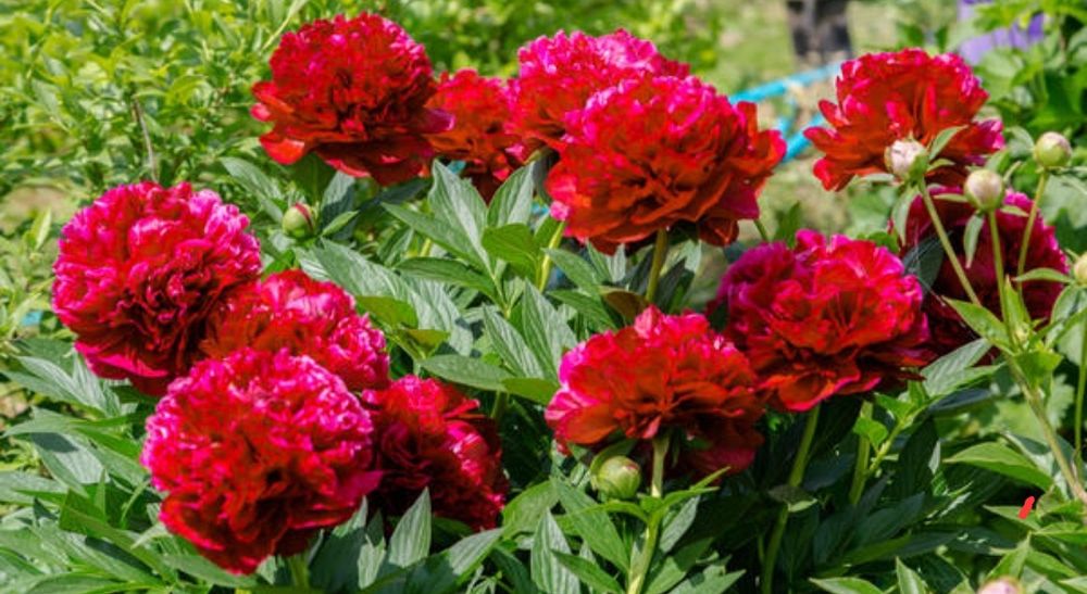 Цветы.     Цветы