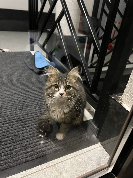 Mushuklaringiz sog'lig'ini oylovchi veterinar doctor