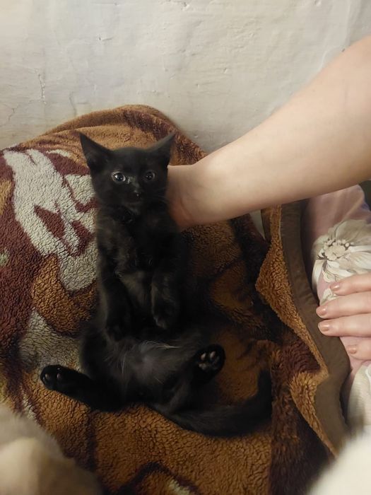 Отдам котят в добрые руки