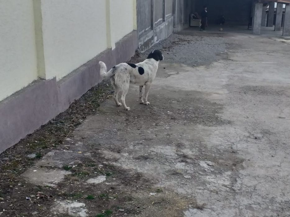 Ұрғашы ит сатылады.