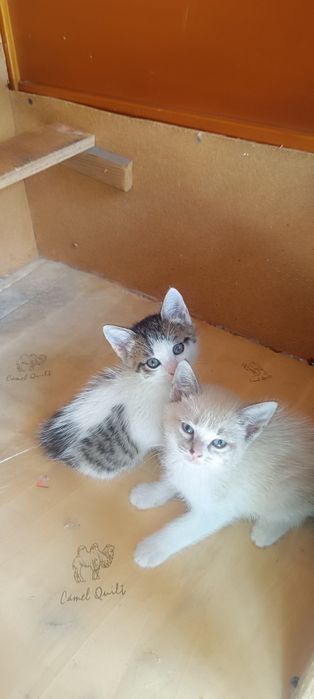 Котята ждут своих хозяев