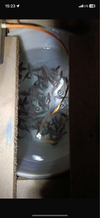 Продам живцы  карась по 80