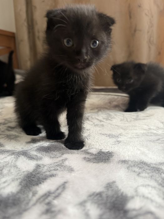 Котята вислоухие