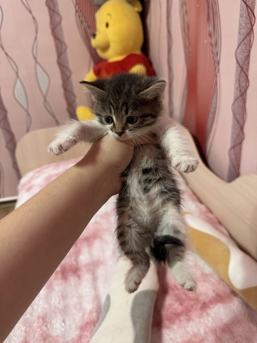 Котеночки в добрые руки