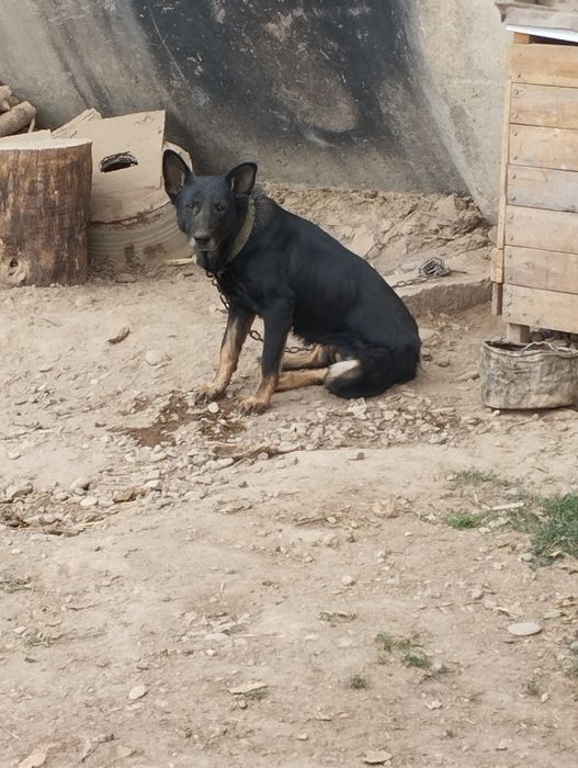 Продаётся овчарка не дорого срочно