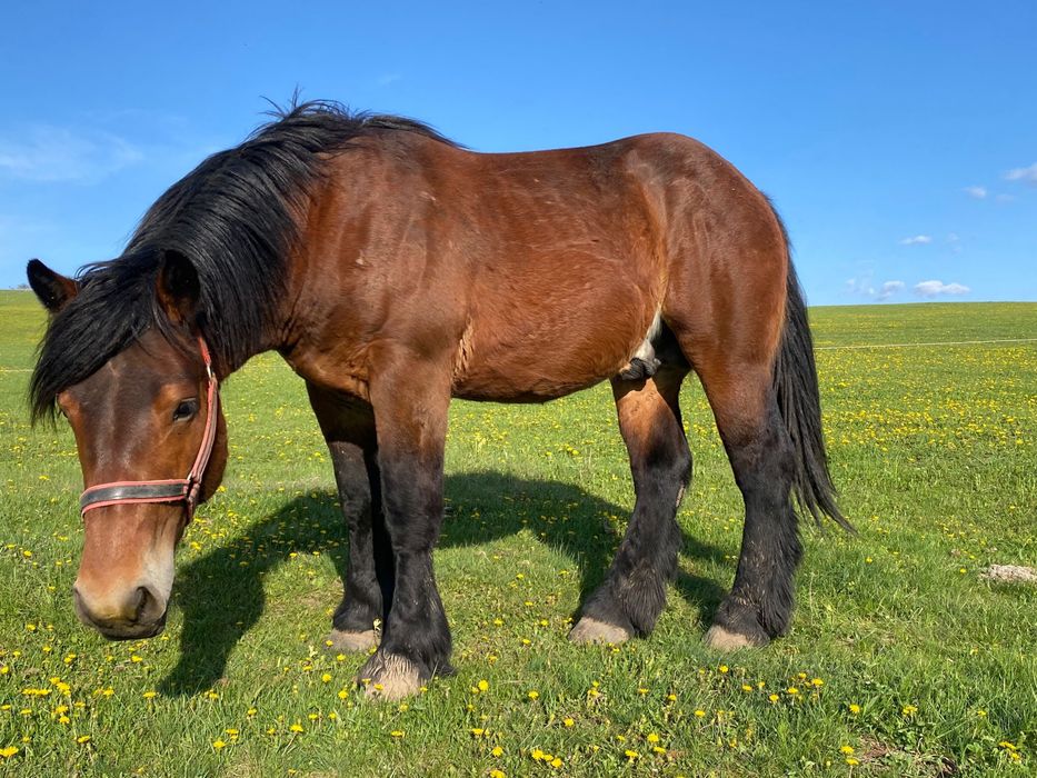 Doua iepe si un armasar schimb cu masina