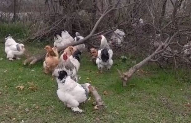 Ishonchli brama tovuq tuxumi