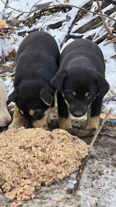 Щенки ищут дом..