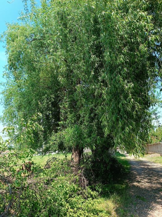 Отин бор отин керакми