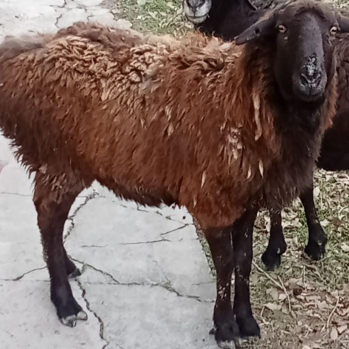 саулық сатылады        .