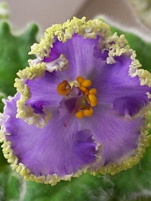 Ф и а л к а  комнатная