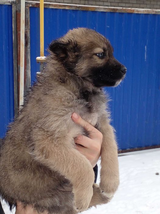 Щенок. Отдам даром.