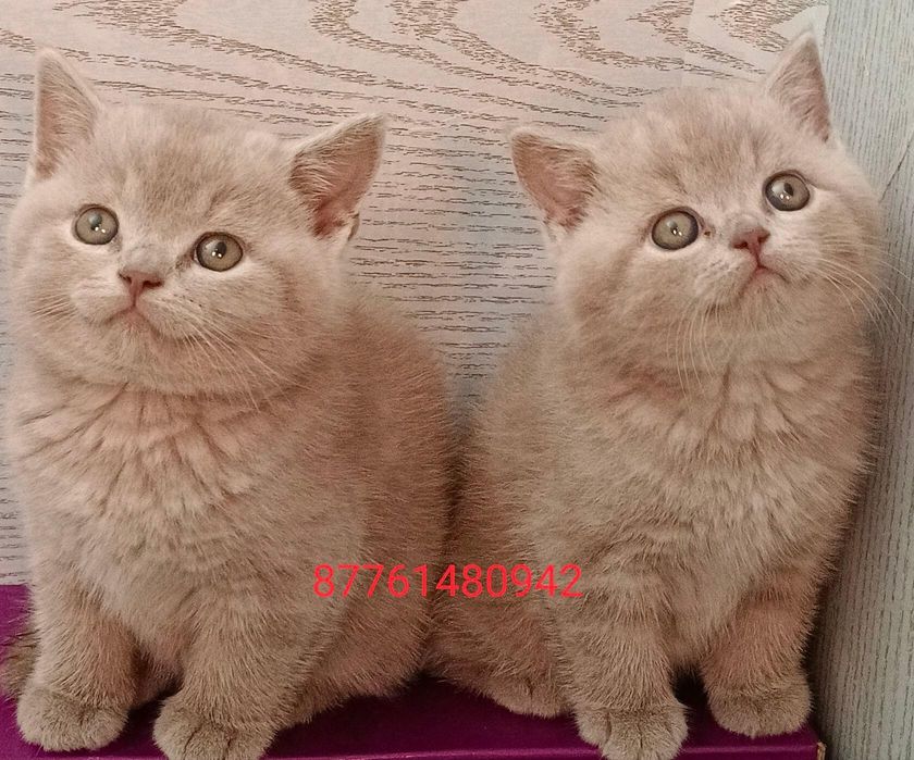 Открыт резерв, котята британские