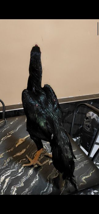 Немис зот шамо жужа сотилади