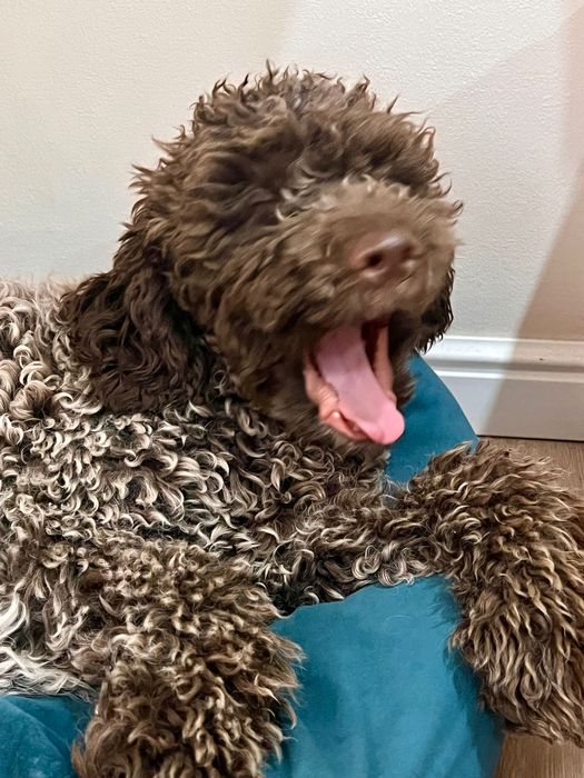 Лаготто-романьоло