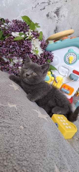 Британский котёнок