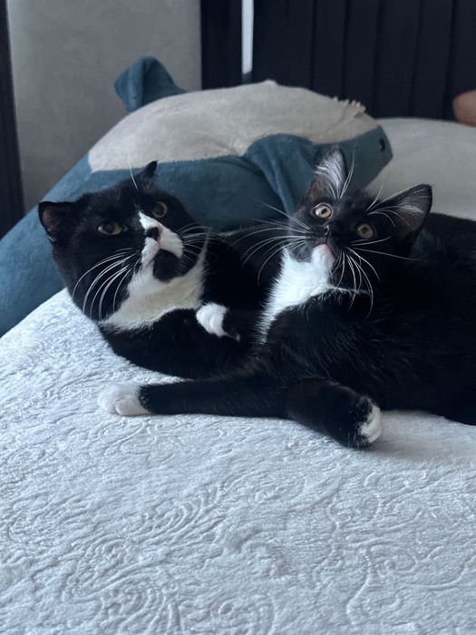 Котенок ищет дом ( девочка)