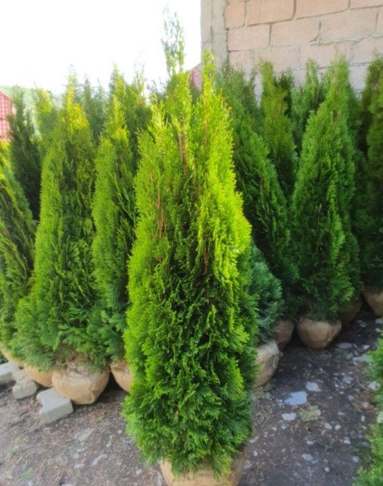 Pon pom, spirale magnolia grandiflora / soulangeana, măslin catalpa