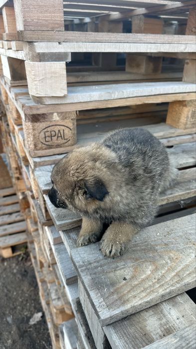 продам щенков овчарки