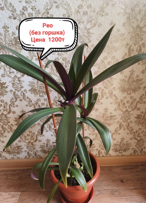 Продам комнатные цветы!