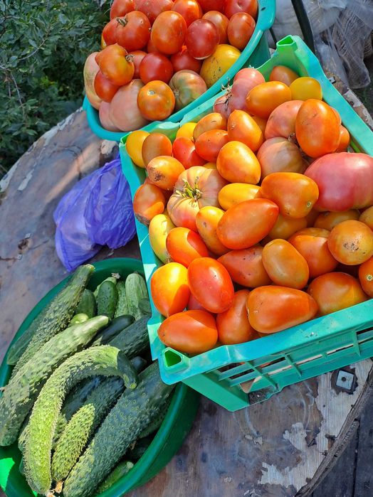 Продам дачные помидоры.