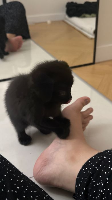 Котенок Скоттиш Фолд