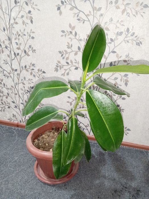 Fikus gullari uy va ishxona uchun