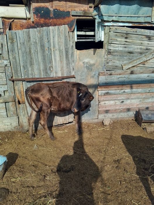 Продам телочку  на выбор