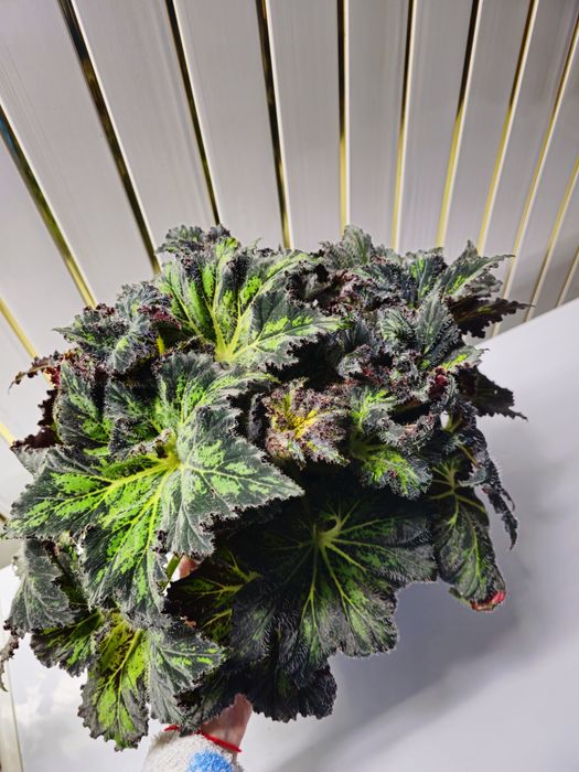 Бегония Принц Паломар