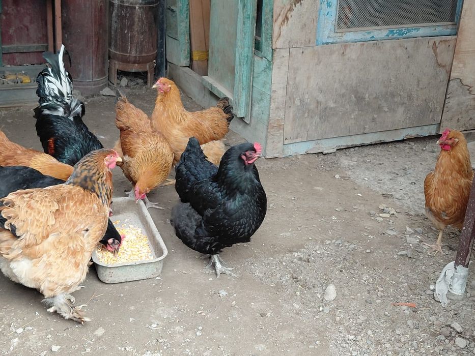 Кучинский куры продаётся