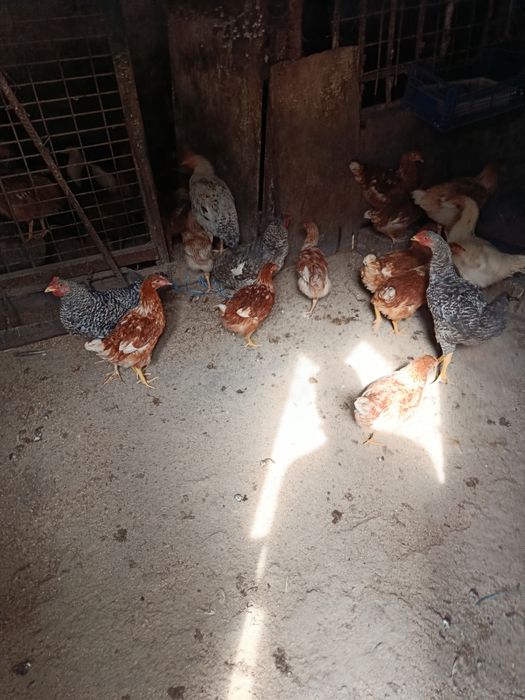 Schimb cu iepuri belgieni Preț 35 lei bucata