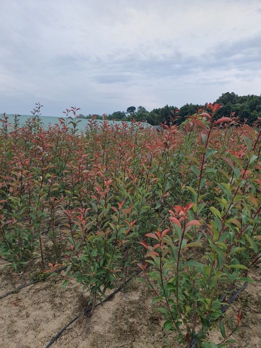 Photinia Red Robin