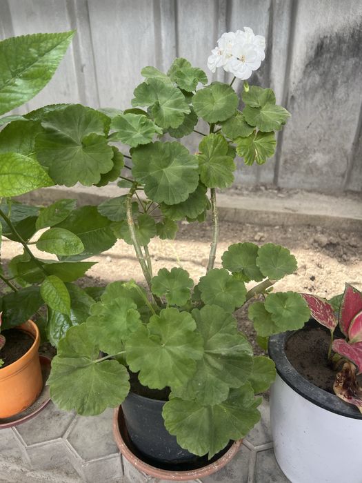 Герань красная