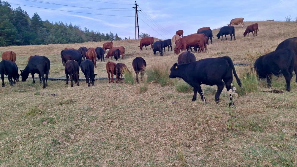 Vitei Angus de vanzare