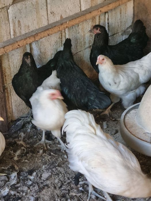 Australorp alb ,  familie australop