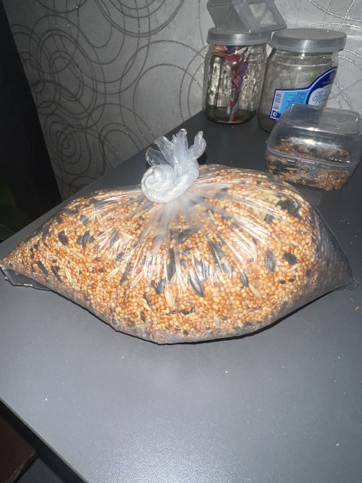 Продам попугаев срочно