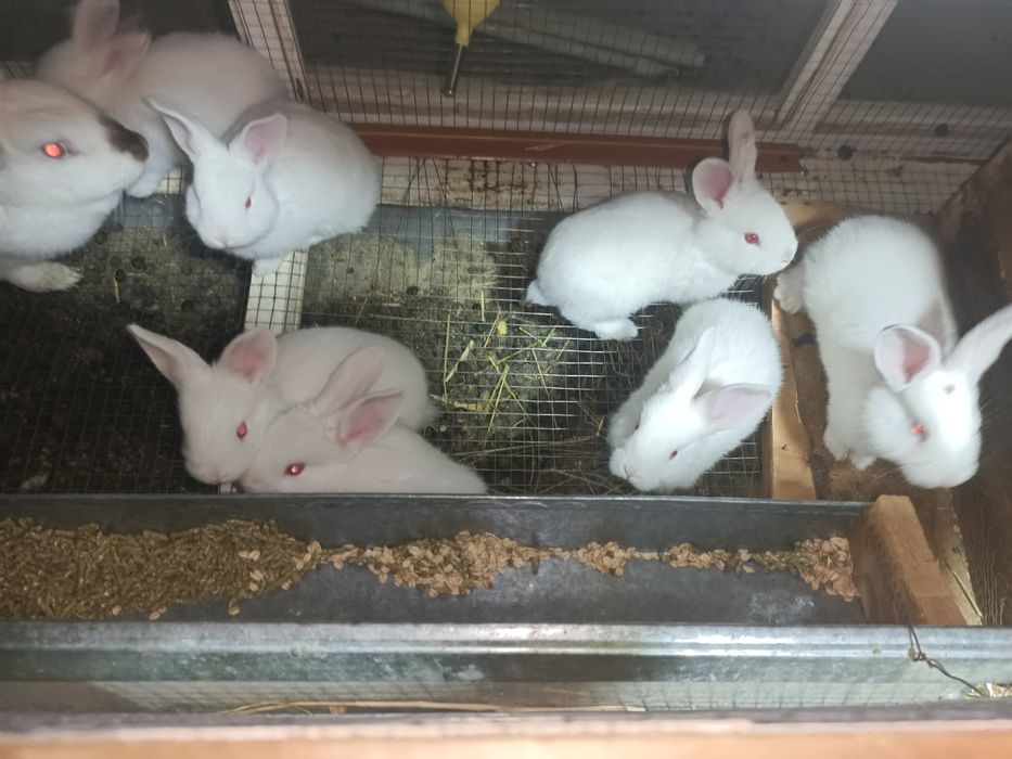 Кролики. Quyonlar