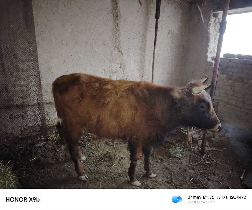 Qashar Mal jemlengen