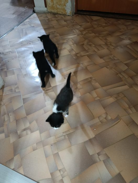 В добрые руки котят