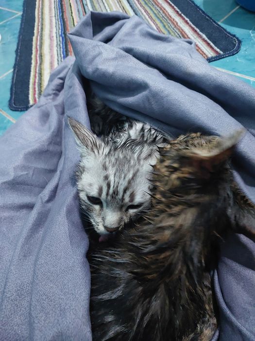 Кошечки Бесплатно