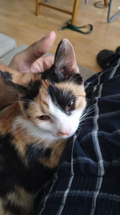Pisica Calico 1 an sterilizata