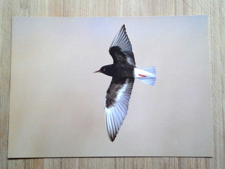 Колекция пощенски картички с авторски фотографии на животни