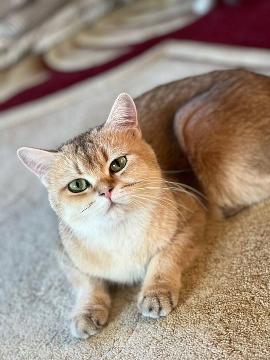 Продаётся кошечка породы британская золотая шиншилла