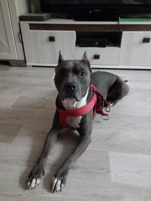 Вязка!!! не продажа!