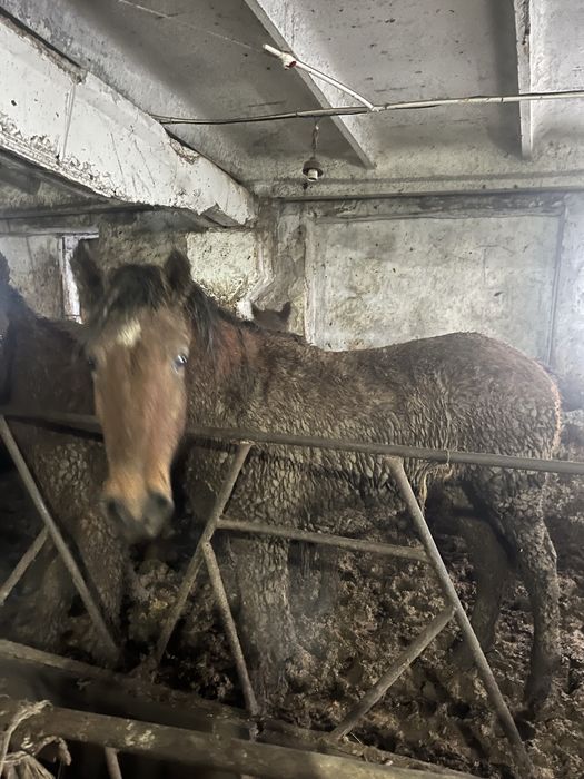 Продам лошадей тай и бие