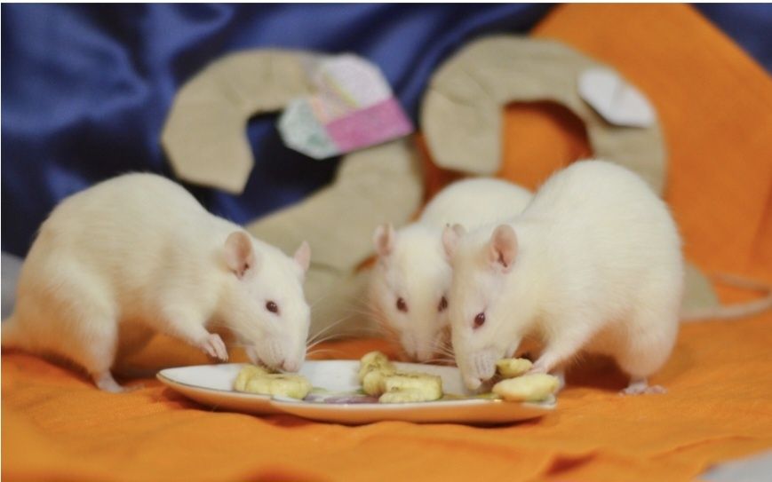 Крысята белые ..