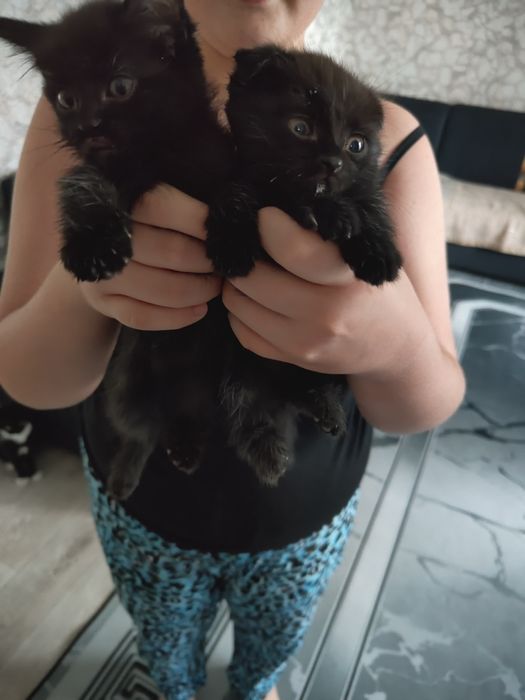 Отдам в хорошие руки